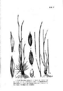 小草(原變種) 小草(原變種)