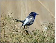 （圖）藍白細尾鷯鶯