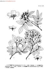 傘房薔薇 傘房薔薇