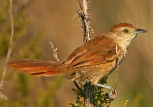 紋額棘雀 紋額棘雀