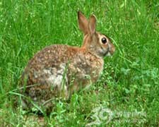 土拉桿菌病 土拉桿菌病