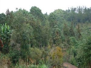 下馬甲自然村-生態林