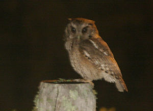 長簇角鴞 長簇角鴞