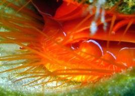 圓櫛銼蛤 圓櫛銼蛤