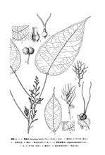 卵苞血桐 卵苞血桐