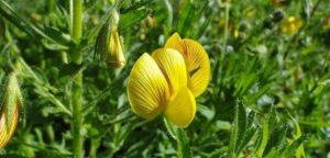 黃芒柄花 黃芒柄花