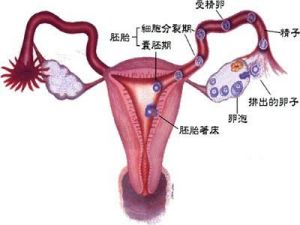 輸卵管構造圖