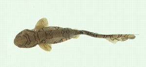 條紋頭鯊 條紋頭鯊