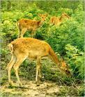 邦溪坡鹿自然保護區