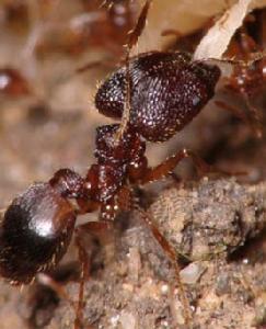 （圖）寬結大頭蟻的兵蟻正在撕扯食物