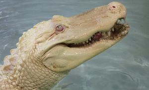 捷克動物園罕見白化鱷魚皮膚如雪