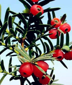 雲南紅豆杉 雲南紅豆杉