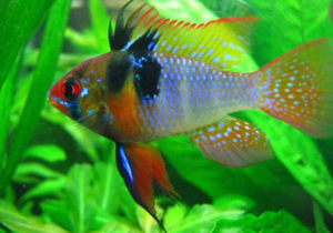 柱形鰠屬 柱形鰠屬