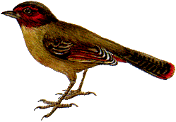 體型24.7厘米的藪鶥