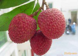 泉州荔枝 泉州荔枝