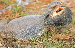 東部鬃獅蜥 東部鬃獅蜥