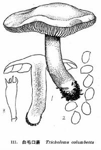 白毛口蘑 白毛口蘑