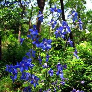 鞘柄翠雀花 鞘柄翠雀花