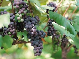 紫珍香葡萄