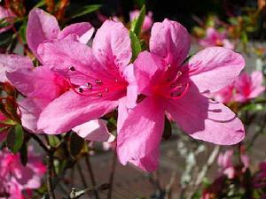 金平杜鵑 金平杜鵑