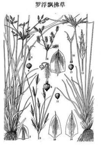 羅浮飄拂草 羅浮飄拂草