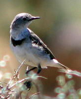 白額澳鵖 白額澳鵖
