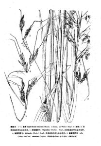 泰國苞茅(變種) 泰國苞茅(變種)