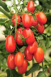 番茄品種 番茄品種