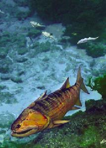 夢幻鬼魚 夢幻鬼魚