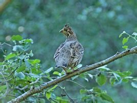 花尾榛雞巴爾幹亞種 花尾榛雞巴爾幹亞種