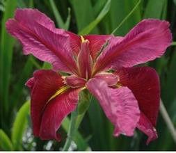 路易斯安娜鳶尾 路易斯安娜鳶尾