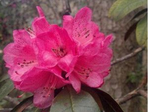 棕色樹形杜鵑 棕色樹形杜鵑