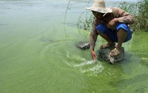 一名當地農民在安徽巢湖湖濱大道中垾段湖濱用手撈藍藻。