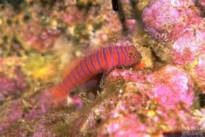 斑馬血蝦虎 斑馬血蝦虎