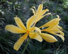 安徽石蒜 安徽石蒜