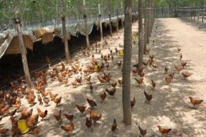 養殖項目 養殖項目