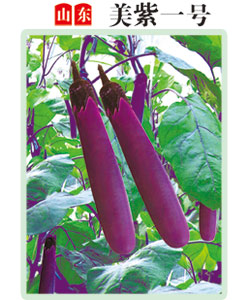 美紫一號 美紫一號