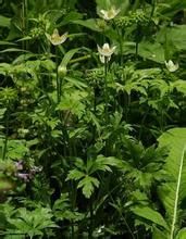 多果雞爪草 多果雞爪草