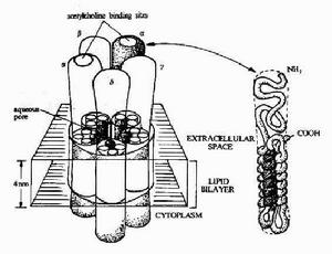 （圖）神經遞質