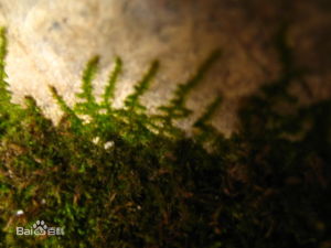 北方鏈齒蘚 北方鏈齒蘚