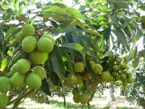 泰國花果園 泰國花果園