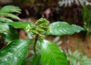 短小蛇根 短小蛇根