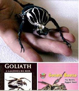 巨型甲蟲Goliathbeetles 巨型甲蟲Goliathbeetles