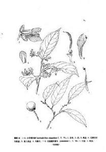 少花黃葉樹 少花黃葉樹