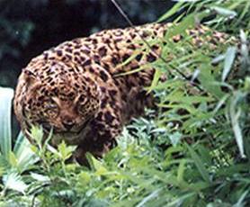 王朗自然保護區