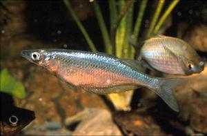 大王美銀漢魚 大王美銀漢魚