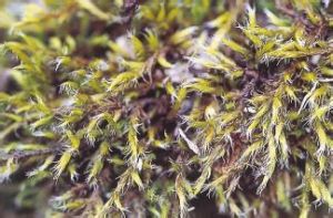 小蒴砂蘚 小蒴砂蘚