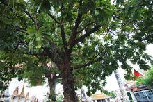 婆羅雙樹
