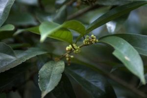 卵葉山礬 卵葉山礬