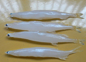 巢湖銀魚
